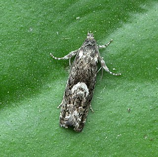 <i>Pammene giganteana</i> Species of moth