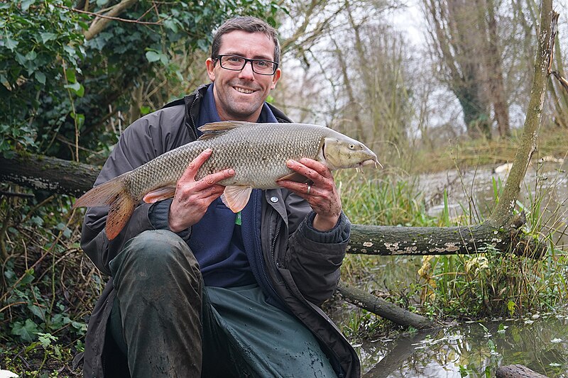 File:8Ib Barbel (51555393965).jpg