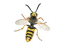 Naturalia, A.C. - AVISPA ROJA (Polistes canadensis var.