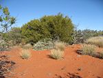 A ligulata habit Sturt NP near Tibooburra NSW.jpg