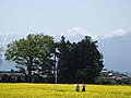 A scene 2 flower and mountain spring Japan.JPG