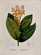 Ouratea crassifolia