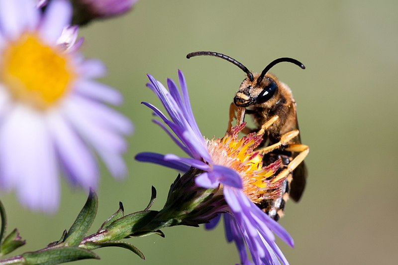 File:Abeille (5658141331).jpg