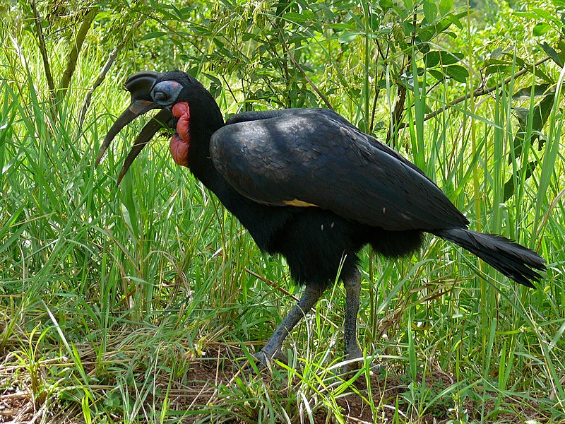 File:Abyssinian Ground Hornbill (Bucorvus abyssinicus) male covered with Tsetse Flies (Glossina sp.) (6934401280).jpg