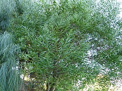 Acacia longifolia.jpg
