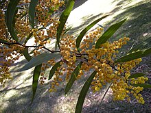 Acacia macradenia жапырақтары мен гүлдері 1.jpg