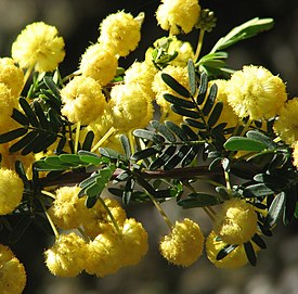Acacia nigricans.jpg