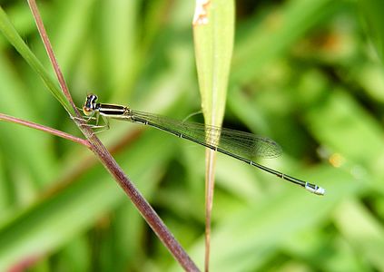 Aciagrion occidentale by Sherif.jpg