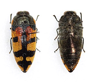 <i>Acmaeodera tuta</i> Species of beetle