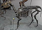 Mounted fossilized skeleton of the Miocene horse Acritohippus Acritohippus isonesus.jpg