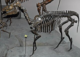 Acritohippus