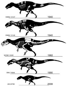 Skeletal diagrams of Acrocanthosaurus atokensis specimens. The holotype is the topmost image, while the second image from the top is the paratype Acrocanthosaurus skeletons.tif