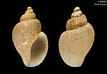 Thumbnail for Admete (gastropod)