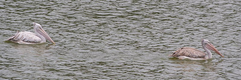 File:Adult and Juvenile Spot-billed Pelicans (14956756452).jpg