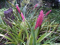 Aechmea distichantha