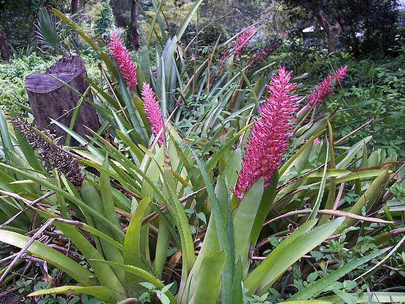 TÌNH YÊU CÂY CỎ ĐV 13  - Page 7 800px-Aechmea_disticantha_(flowering_patch)