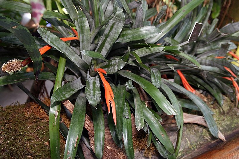 File:Aechmea pineliana 2zz.jpg