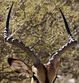 Impala: Males have lyre-shaped horns which can reach up to 90 centimeters in length.