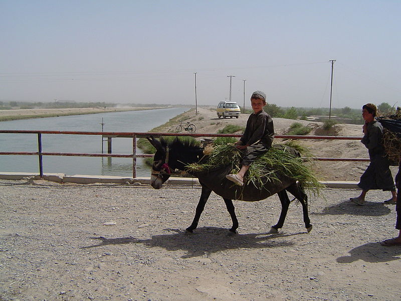 File:Afghan kid on a donkey.jpg