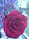 Rose auf Agapanthus