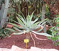 Agave atenuata.