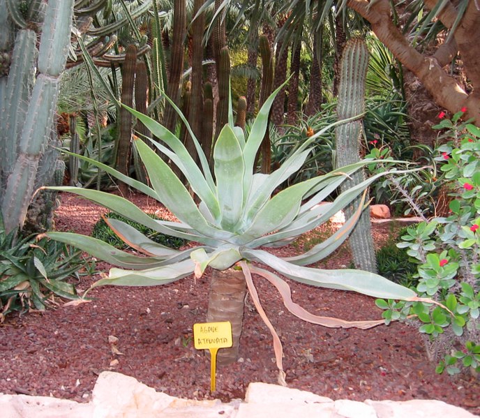 File:Agave-atenuata.jpg