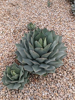 <i>Agave potatorum</i> Species of flowering plant