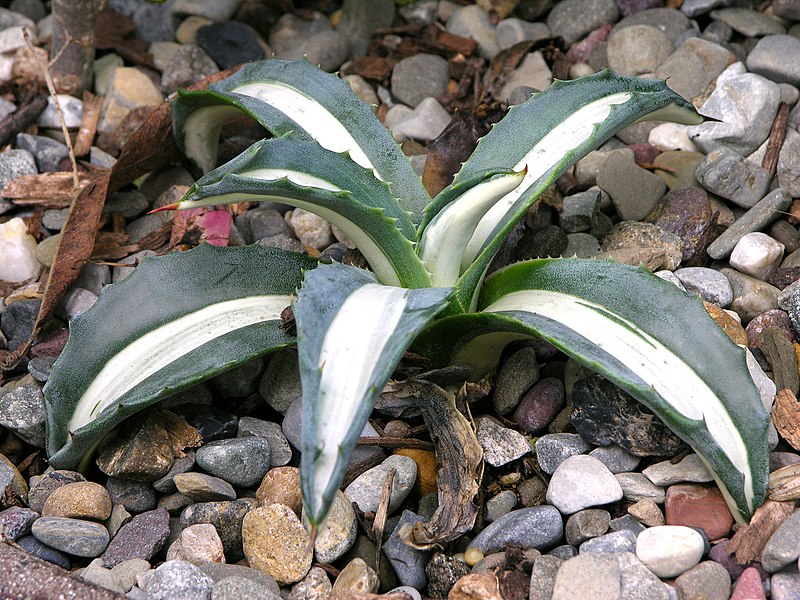 File:Agave americana 'Medio-Picta' Plant 3264px.jpg