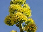 A mass of flowers on an Agave deserti inflorescence Agave deserti flower.jpg