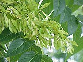 Foliage and fruits of an Ailanthus tree Ailanthus altissima1.jpg