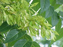 Ailanthus altissima levelei és termései