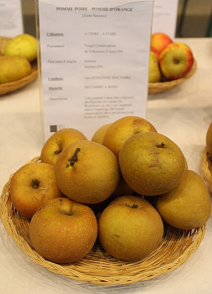 File:Ailly-le-Haut-Clocher, Apple festival 04 et 05-11-2023 (pears) (25) - Pomme-poire.jpg