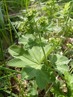 Alchemilla vulgaris (RpM)