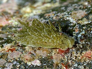 <i>Alderia modesta</i> Species of gastropod