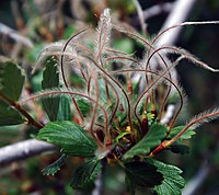 Cercocarpus montanus