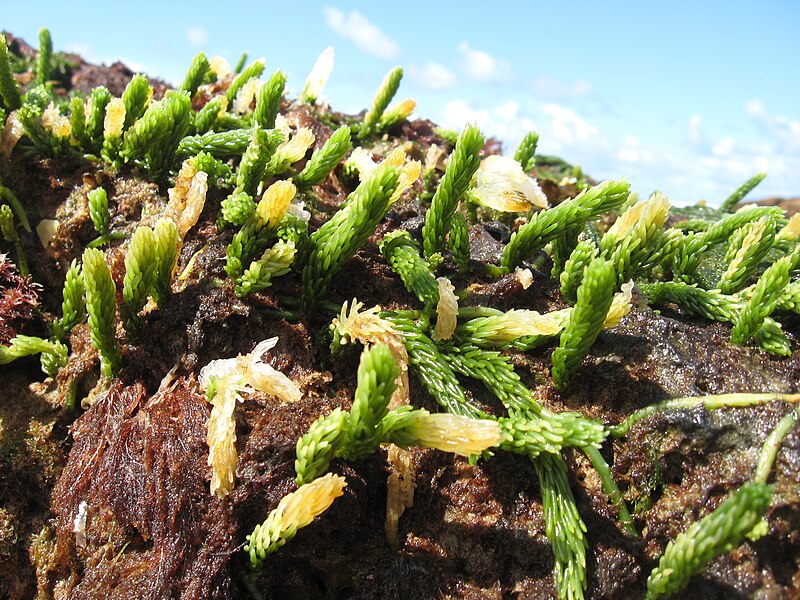 File:Algae Imbassai2.jpg