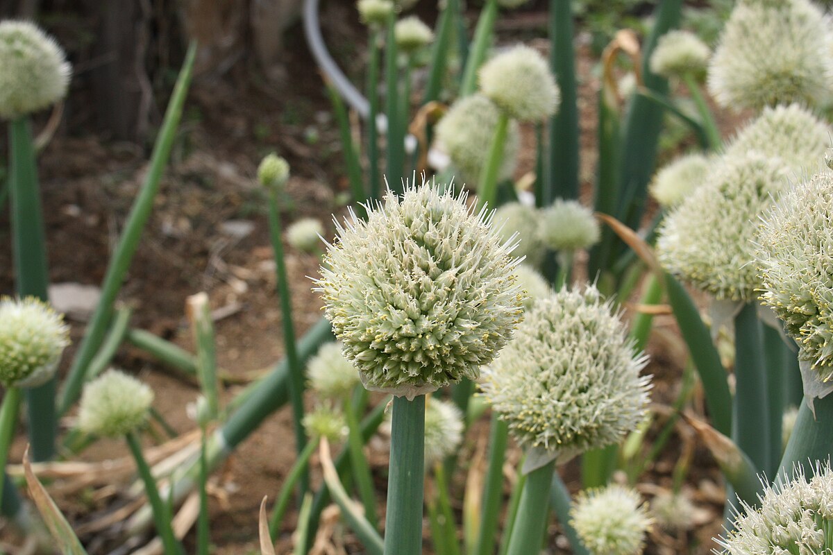 File:Allium fistulosum.JPG - Wikimedia Commons