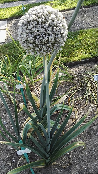 File:Allium porrum-1F.jpg