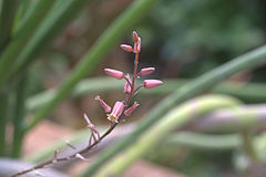Aloe Boiteaui: Plantspesie