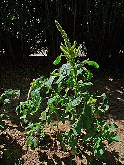 Amaranthus hybridus 01