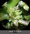 Amaranthus viridis sl35.jpg