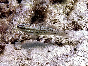 Amblygobius albimaculatus