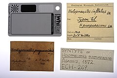 File:Amblypneustes purpurascens - ECH-000269 label.jpg (Category:Echinodermata in the Natural History Museum of Denmark)