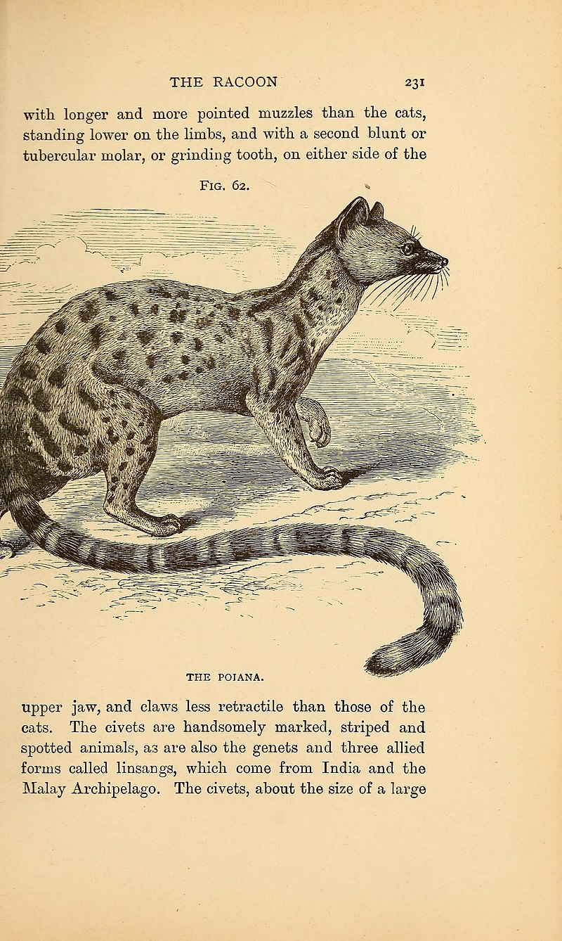 File:American types of animal life (1894) (17539197794).jpg - Wikimedia  Commons