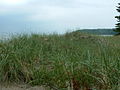 Ammophila breviligulata American beachgrass