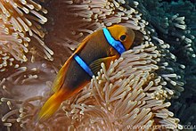 Amphiprion chrysopterus RLS.jpg