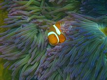 Clownfish at Welcome Bay, Fitzroy Island