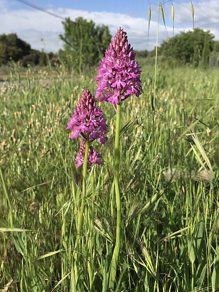 File:Anacamptis pyramidalis (Orchidaceae) (41363846924).jpg