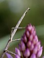 Clonopsis gallica (backside) on Anacamptis pyramidalis Spain - Mallorca