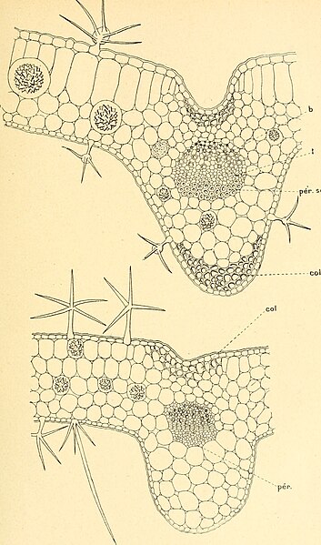 File:Anatomie comparée de la feuille des chénopodiacées (1906) (18144005566).jpg